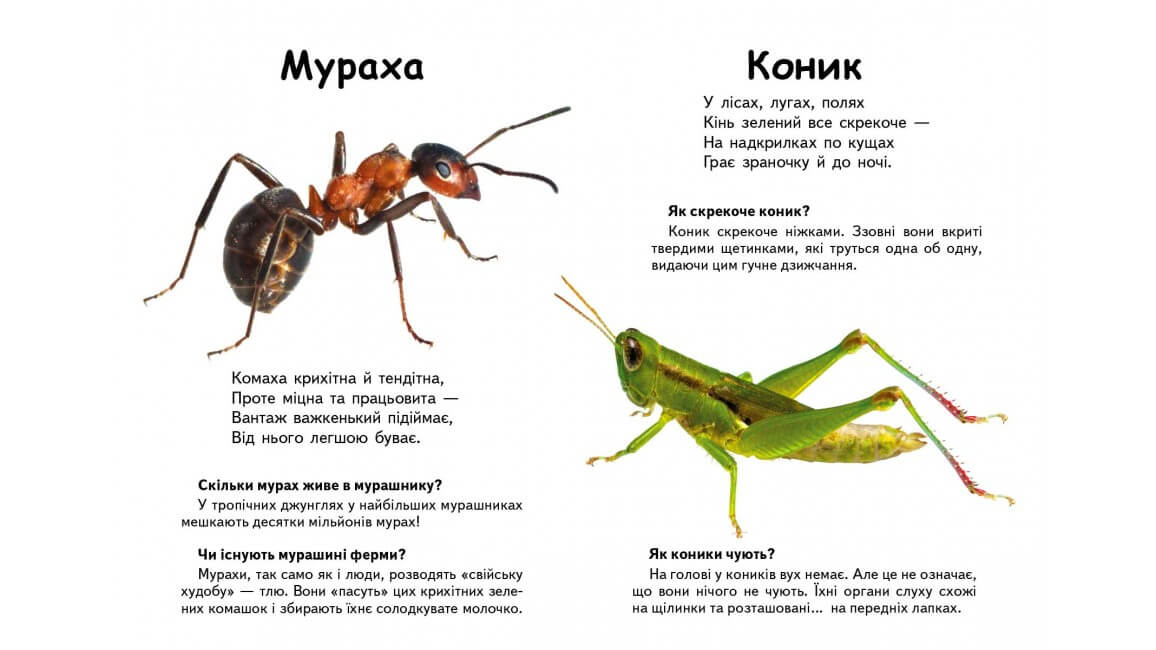 Кузнечик по украински как переводится